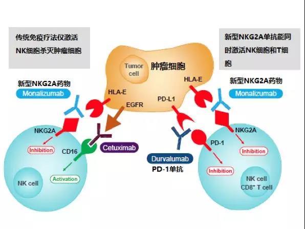 道高一尺魔高一丈,肿瘤细胞也能进化表达这些蛋白,这些蛋白及其受体就