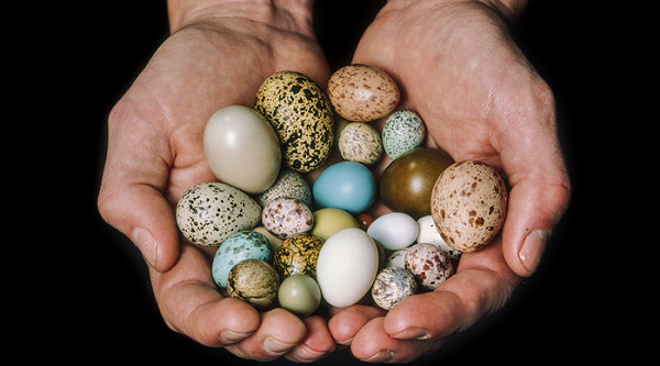 各种形状的鸟蛋.