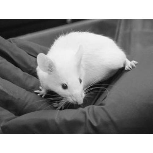 诱发性动物模型