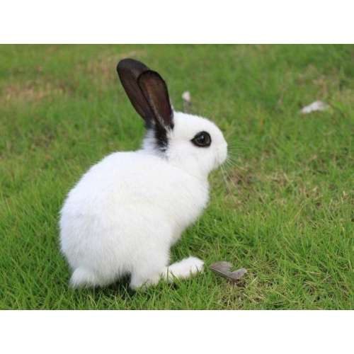 常规兔源多克隆抗体制备