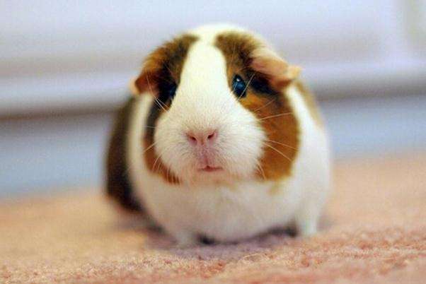 实验动物豚鼠
