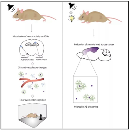 40赫茲的聲音,聲音和光聯合使用,都影響了大腦中的膠質細胞數量